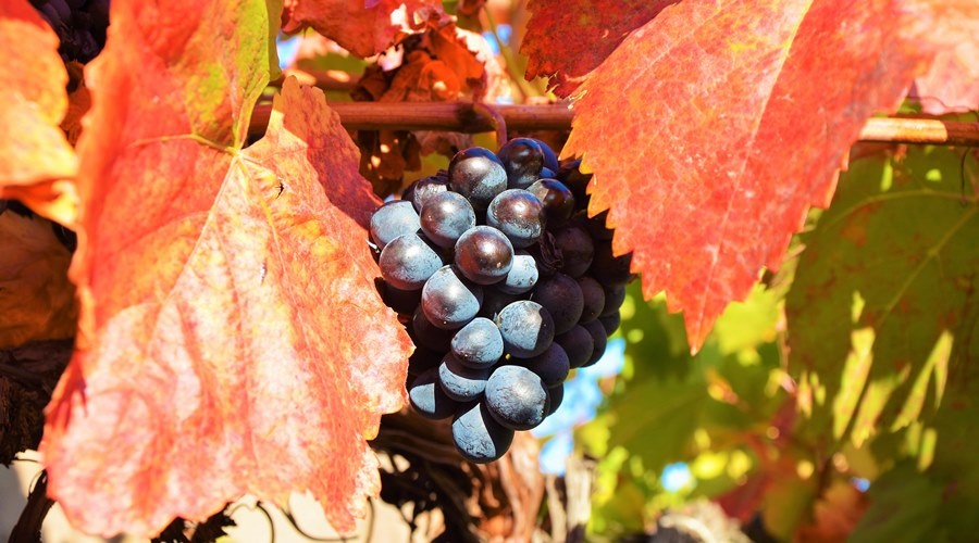 Аграрии Севастополя прогнозируют сокращение урожая винограда в текущем году