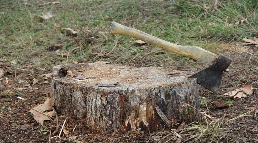 Лесная охрана выявила несколько случаев браконьерской рубки деревьев в Белогорском районе