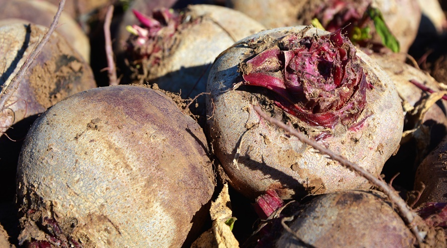 Запас овощей на хранении в Крыму составляет 15 тыс тонн