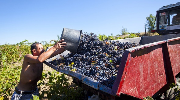 Крымские аграрии завершают сбор винограда