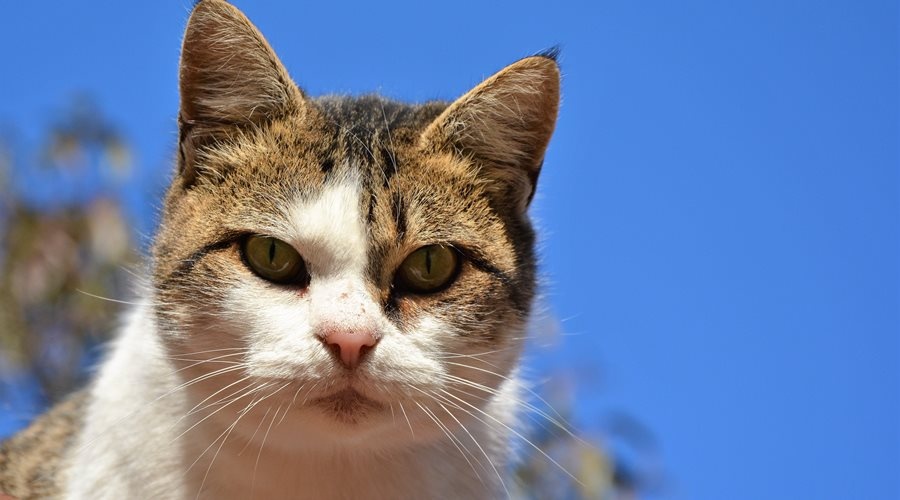 Российские учёные считают кошек идеальными животными для тестирования вакцин от COVID-19