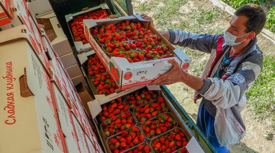 Не менее 400 тонн клубники рассчитывают собрать в этом году сельхозпредприятия Крыма