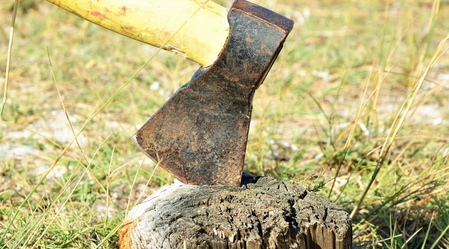 Совмин займется контролем за вырубкой деревьев в муниципалитетах Крыма