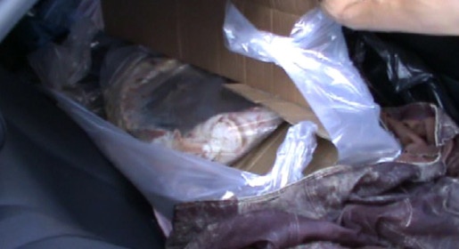 Пограничники задержали в Крыму браконьеров с краснокнижной белугой в багажнике