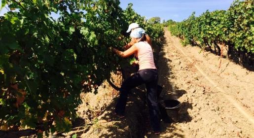 Массандровские виноградники вместо украинцев теперь убирают сибиряки