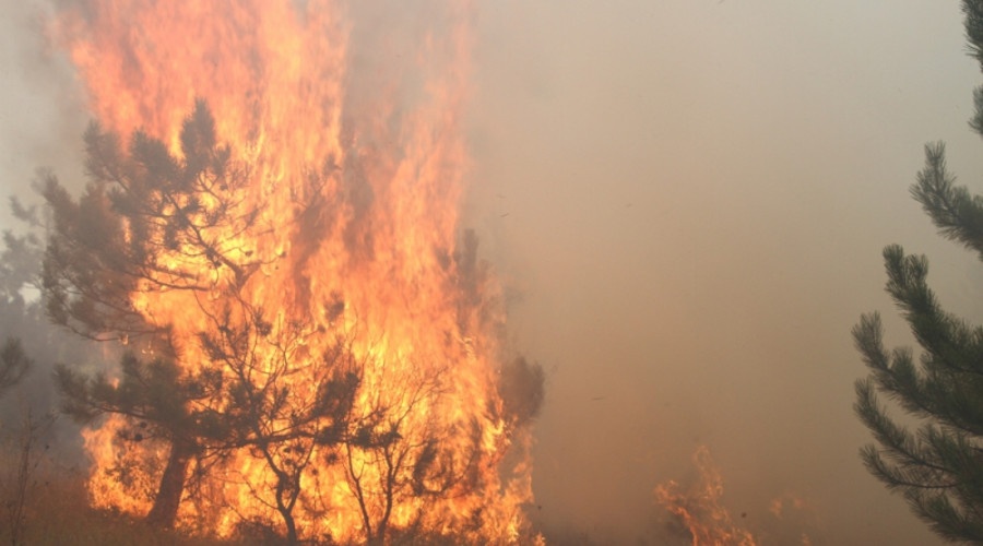 Три часа понадобилось пожарным на тушение двух гектаров лесополосы в Щелкино