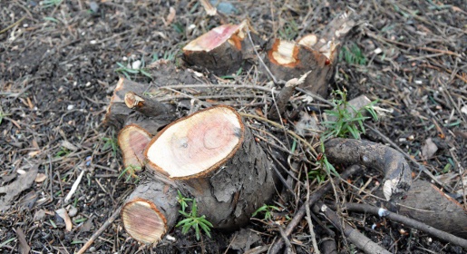 Почти 300 деревьев снесут в Симферополе весной