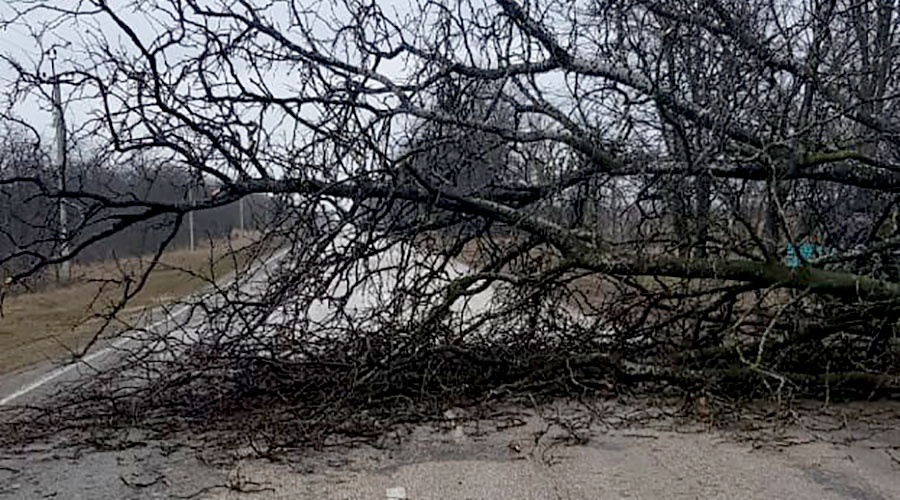 Ураганный ветер повалил деревья на дороги в нескольких районах Крыма