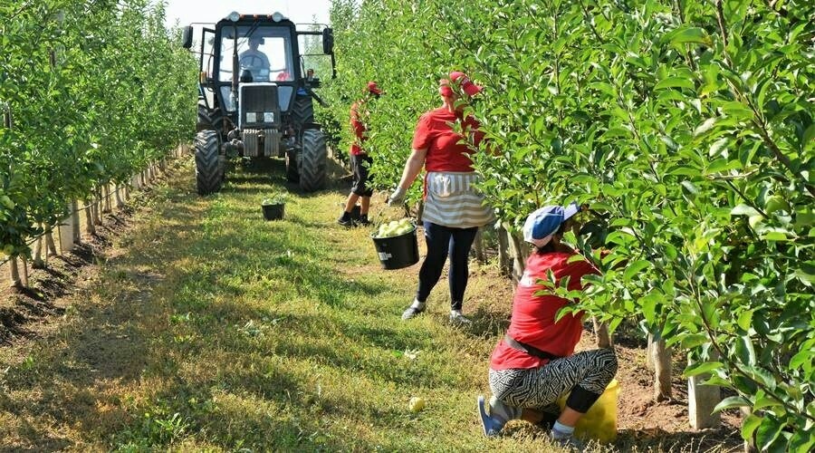Урожай яблок в Крыму превысил прошлогодний
