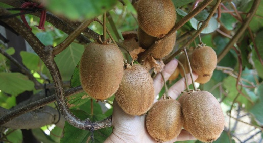 Китайский фрукт под Крымскими горами: на полуострове готовятся к промышленному выращиванию киви