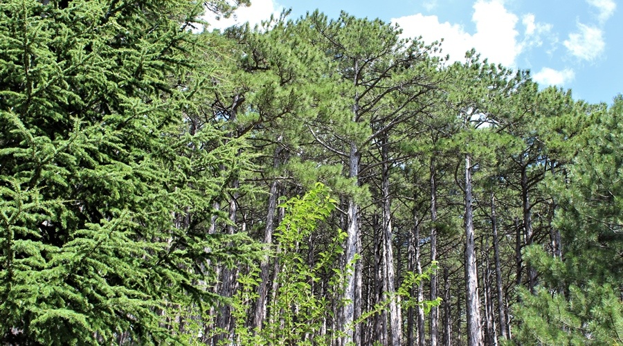 Специалисты насчитали в крымских лесах около 270 млн деревьев