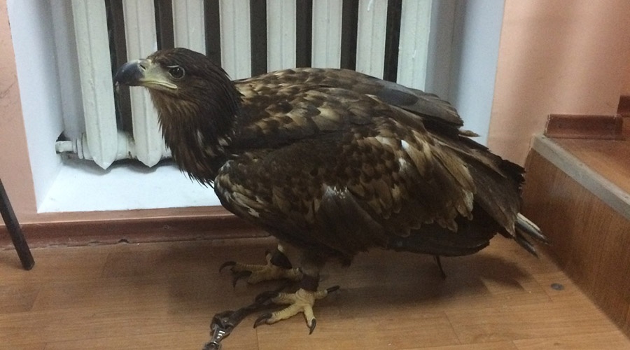Два краснокнижных орла были изъяты у фотографов в Судаке