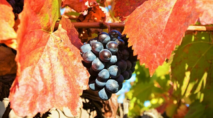 Аграрии Крыма повторили прошлогодний рекорд по сбору винограда