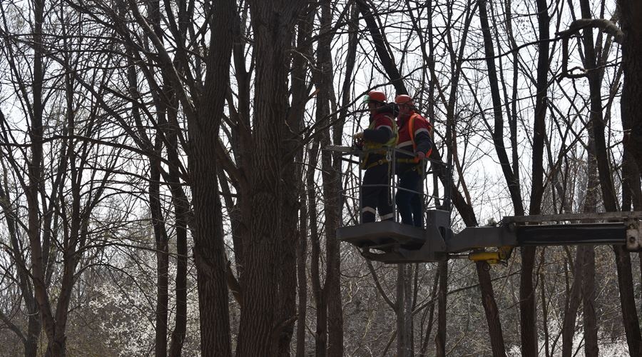Подрядчик строительства коллектора в Симферополе получил разрешение на снос деревьев