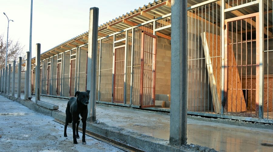 Приют для животных в Симферополе должен быть подключен к инженерным сетям через месяц