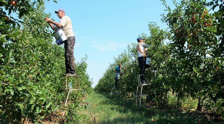 Крымские аграрии получат 3 млрд рублей государственной поддержки в 2020 году