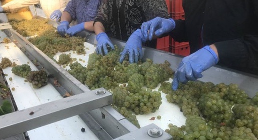 «Массандра» приступила к переработке первого собранного в этом году винограда