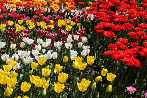 Около 100 тысяч цветов будет представлено весной на Параде тюльпанов в Никитском ботсаду