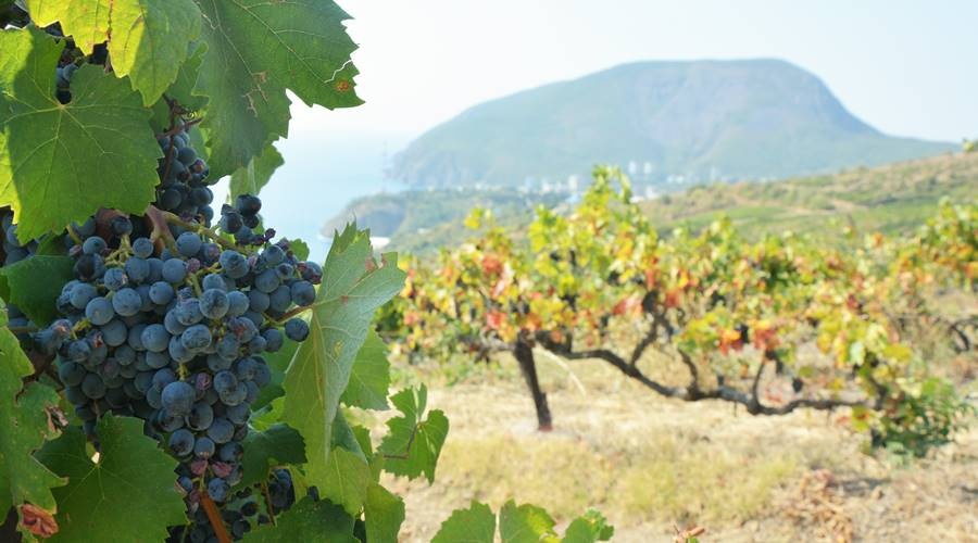 Крым вышел на третье место в России по сбору винограда и площади виноградников