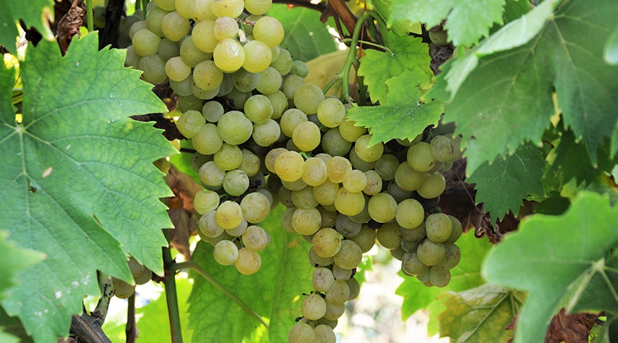 Рекордный урожай винограда собран севастопольскими аграриями