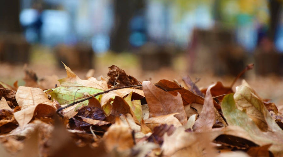 Уборка опавшей листвы началась в Симферополе