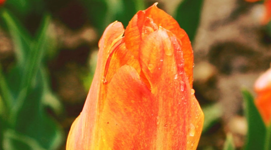 Раритетный голландский цветок возглавит Парад тюльпанов Никитского ботсада в этом году