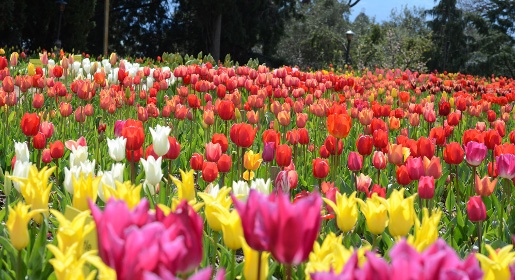 Выставка тюльпанов Никитского ботсада в этом году станет в два раза больше