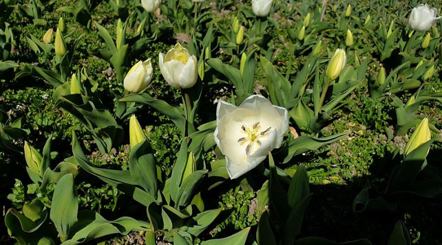 Никитский ботсад покажет 200 сортов тюльпанов