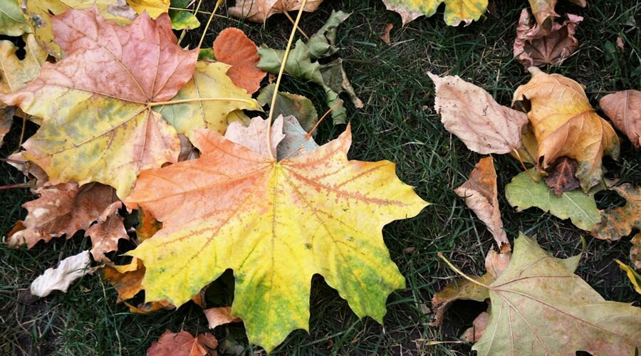 Уборку опавшей листвы активизировали в Симферополе