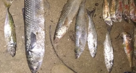 Крымские полицейские задержали двух браконьеров с 27 кг рыбы на куканах
