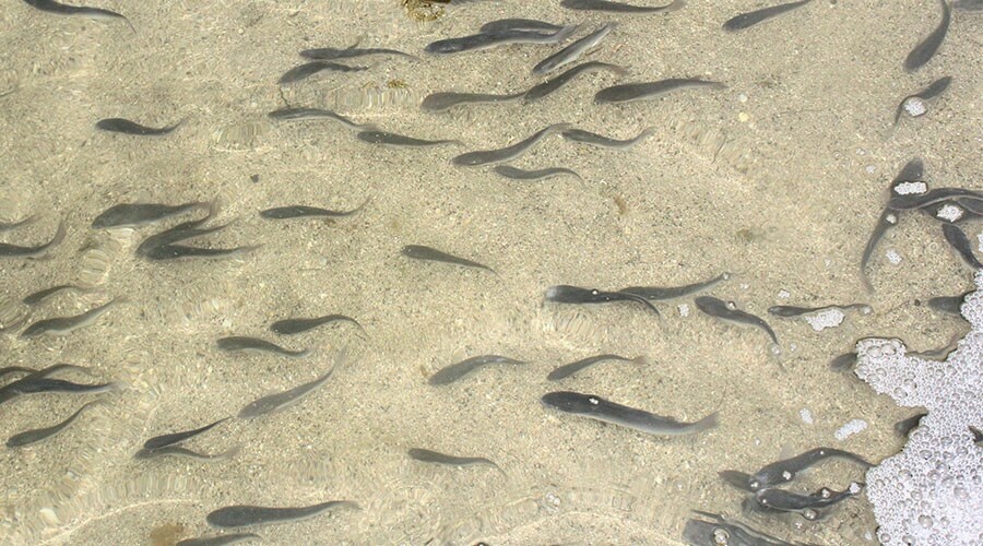 Свыше миллиона мальков рыб выпустят в водохранилища Крыма для их очистки