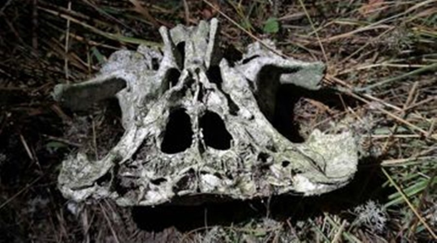 Житель Керчи продает найденный «череп инопланетянина» за 10 тыс рублей