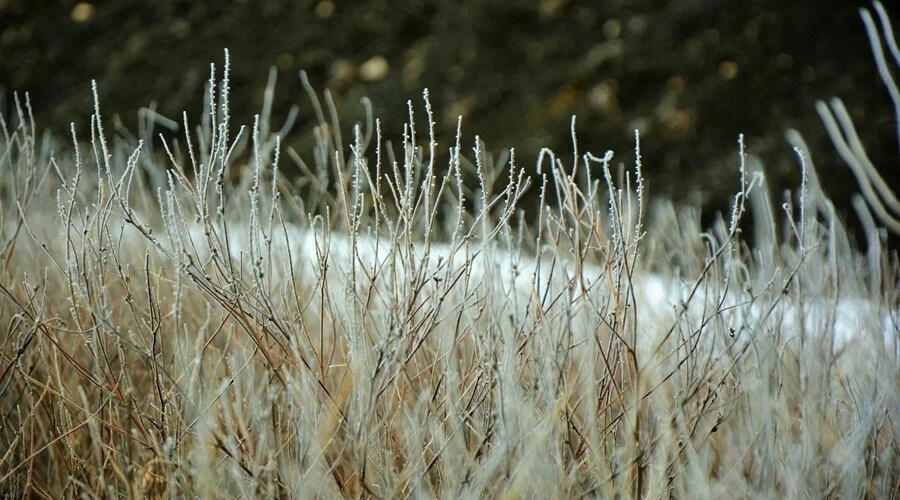 Температура почвы в Крыму ночью 8 мая опустится до 2 градусов мороза