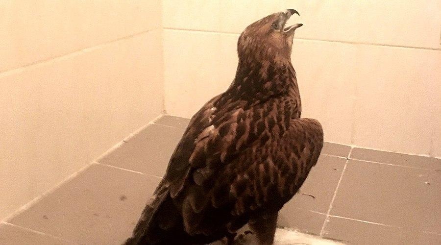 Краснокнижную птицу изъяли у фотоживодера в Судаке
