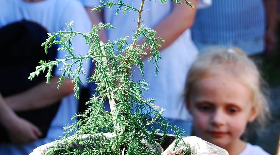 Саженцы самого большого дерева в мире появятся на даче Чехова в Гурзуфе