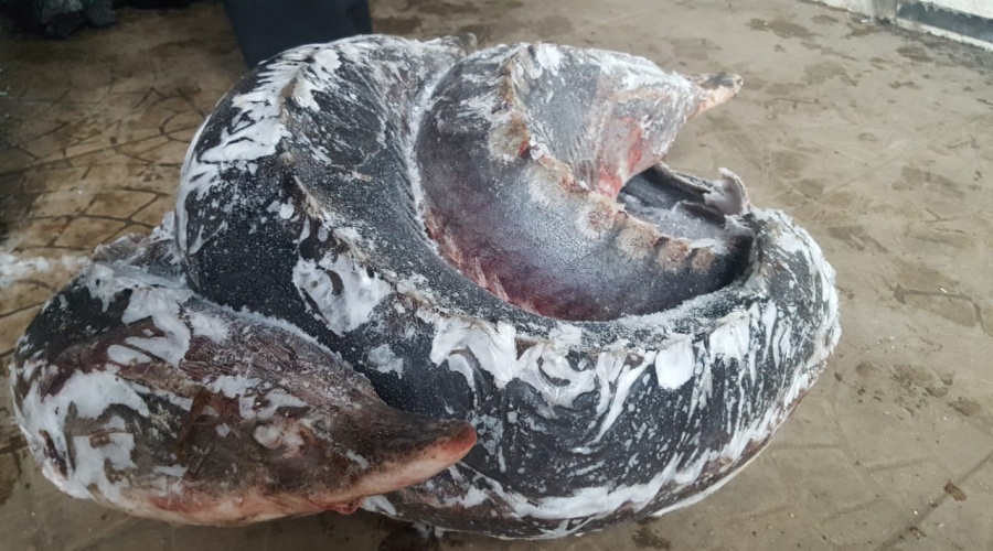 Симферополец стал фигурантом уголовного дела за перевозку 25 килограмм краснокнижной рыбы
