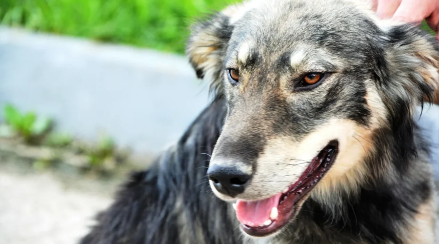 Феодосия получила более 1,5 млн рублей на отлов бездомных собак