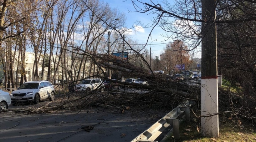 Рухнувший в центре Симферополя тополь оборвал троллейбусную линию