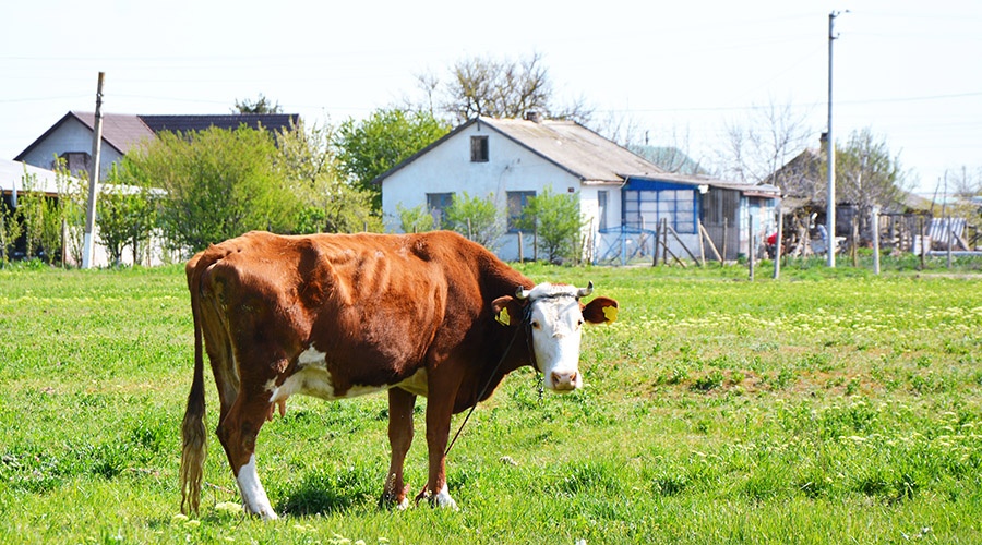 Госдума разрешила следить за коровами с помощью GPS-трекеров 