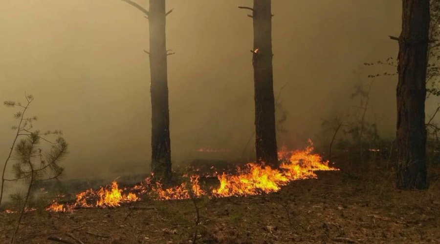 Крымские спасатели тушат лесной пожар под Симферополем 