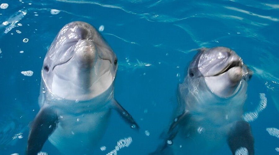 Природоохранная прокуратура выявила нарушения в алуштинском дельфинарии