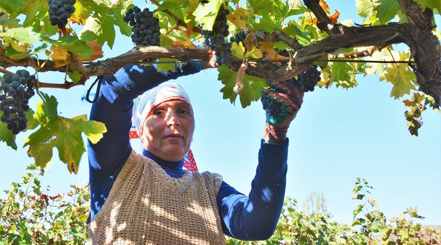 Ковитиди рассказала о выгоде сельского хозяйства в Крыму