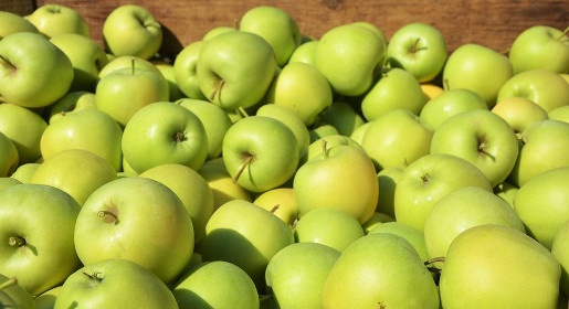 Урожай яблок в Крыму может превысить прошлогодний показатель в 2,5 раза