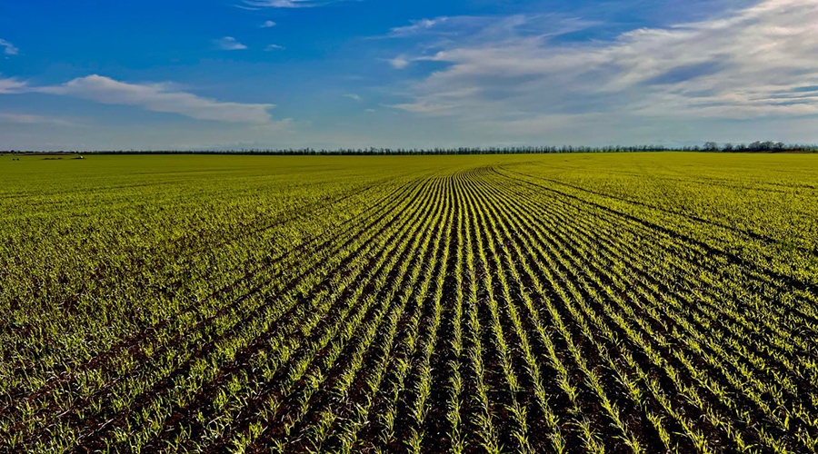 Аграрии Крыма перевыполнили план по севу озимых зерновых