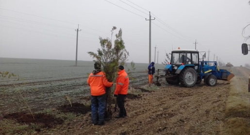 «Крымавтодор» высадит 6,5 тыс деревьев вдоль обслуживаемых дорог