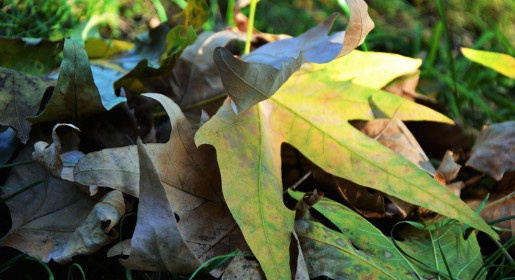 Власти Симферополя рассказали горожанам о правильной ликвидации опавшей листвы