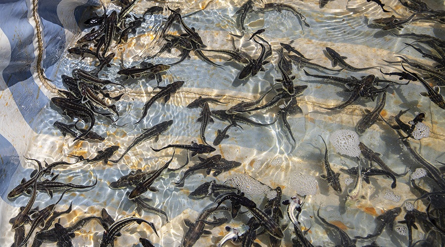 Рыбоводы за три года выпустили в море в окрестностях Крымского моста 1,5 млн мальков осетра