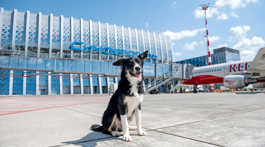 Собака-талисман аэропорта Симферополь «устроилась на работу» в кинологическую службу