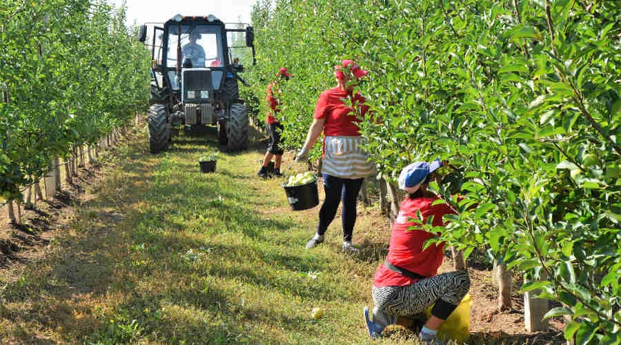 Зарплаты в сельском хозяйстве Крыма выросли за год на 13%