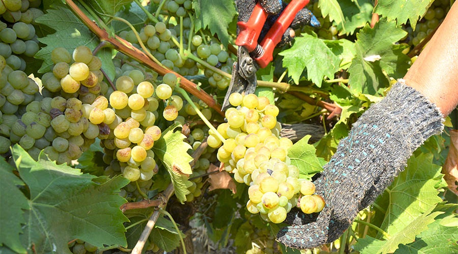 Сбор винограда начался в Крыму